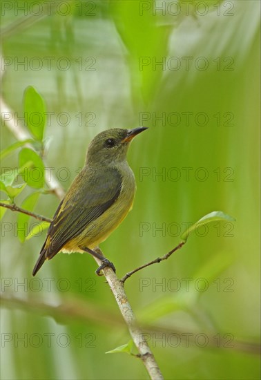 Orange-bellied Flowerpecker