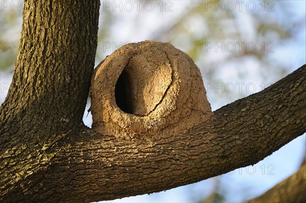 Rufous Hornero