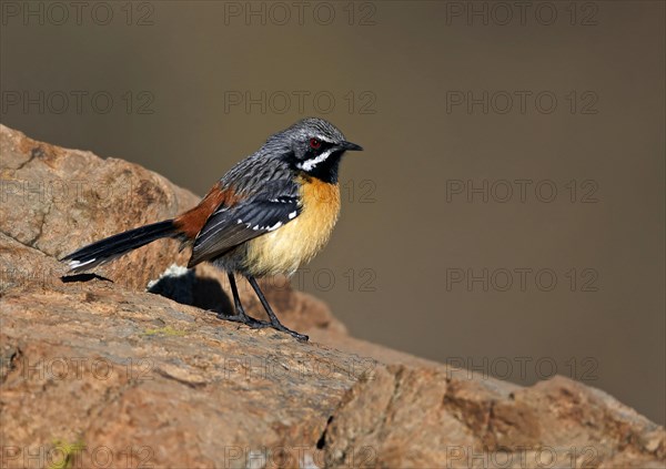 Drakensberg Rockjumper