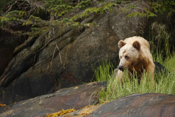 Adult grizzly bear