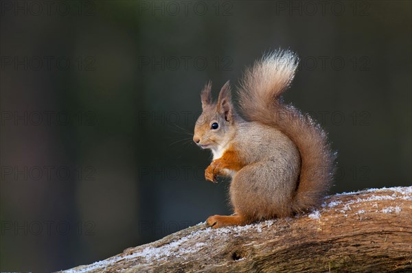 Eurasian red eurasian red squirrel