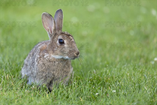 Adult european rabbit