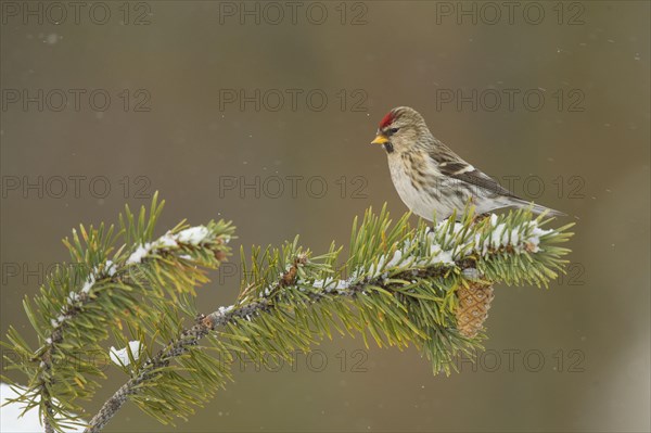 Common Redpoll