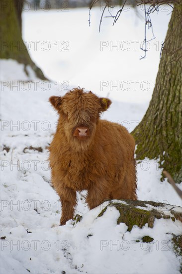 Domestic cattle