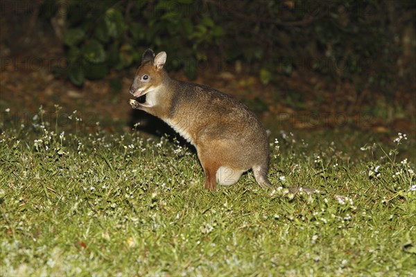 Red-legged red-legged pademelon