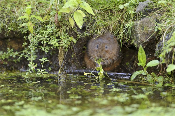 Eastern vole