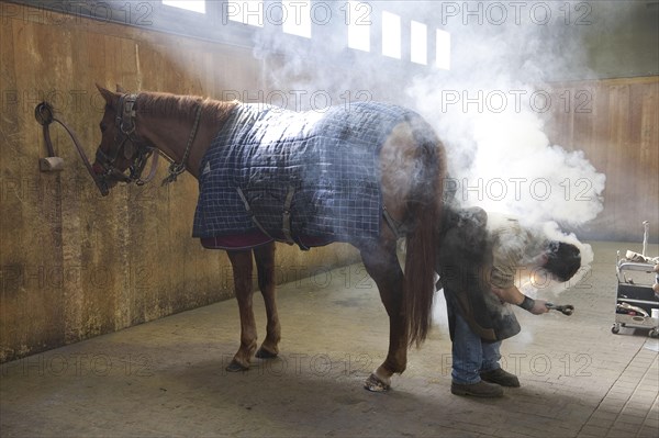 Shoeing horse