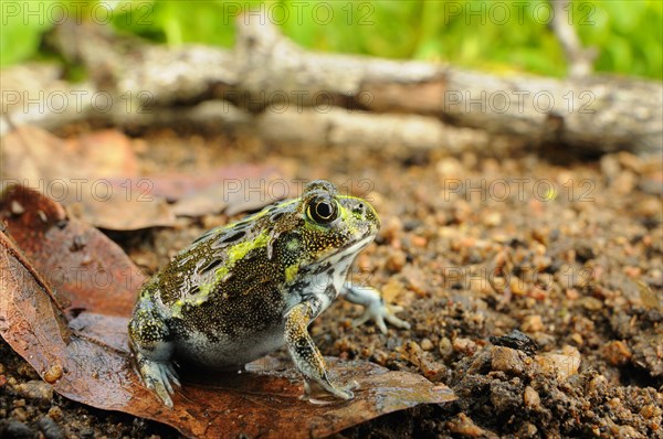 Giant Bullfrog