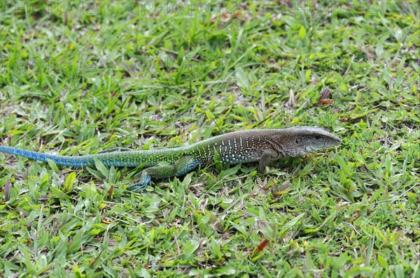 Giant ameiva