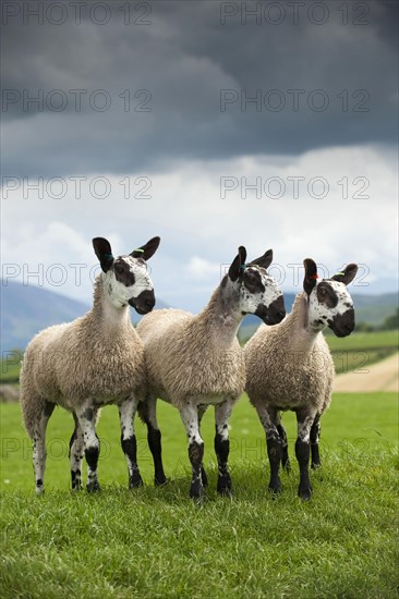 Domestic Sheep