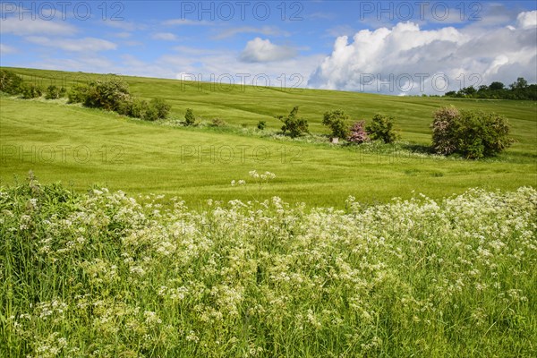 Crop barley