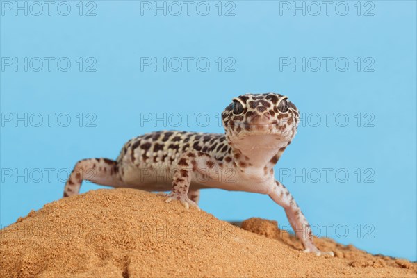 Leopard leopard gecko