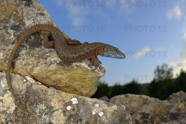 Blue-throated Keeled Lizard