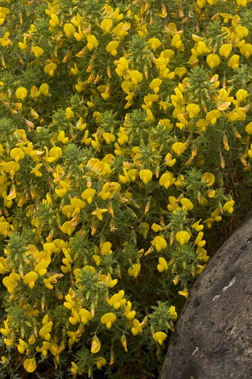 Large Yellow Restharrow