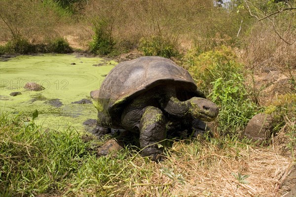 Testudo elephantopus porteri porteri porteri