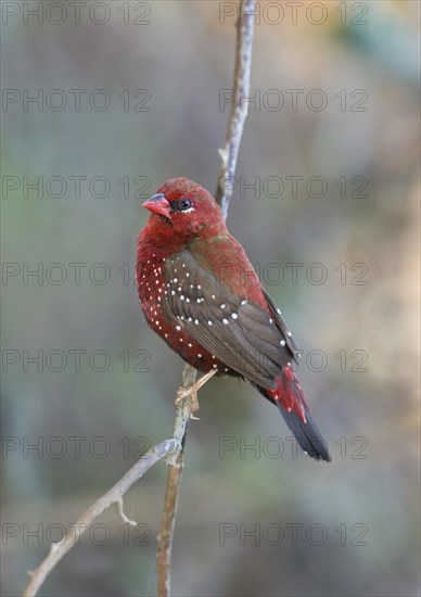 Red Avadavat