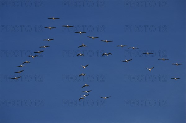 Great white pelicans