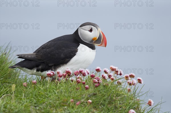 Atlantic Puffin