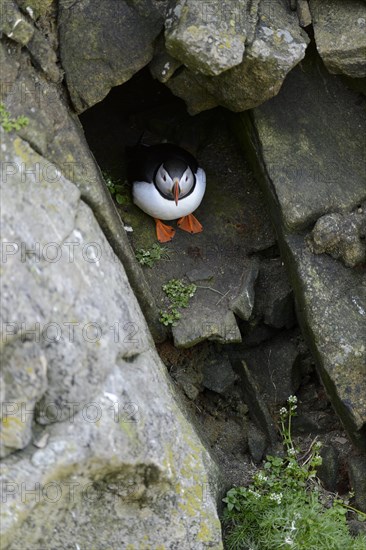 Puffin