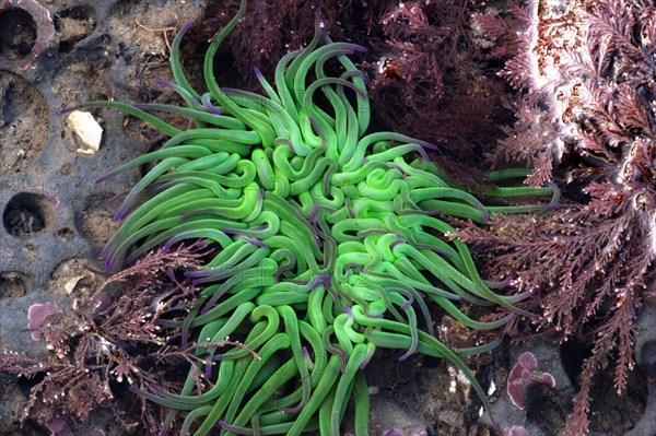 Opelet anemone