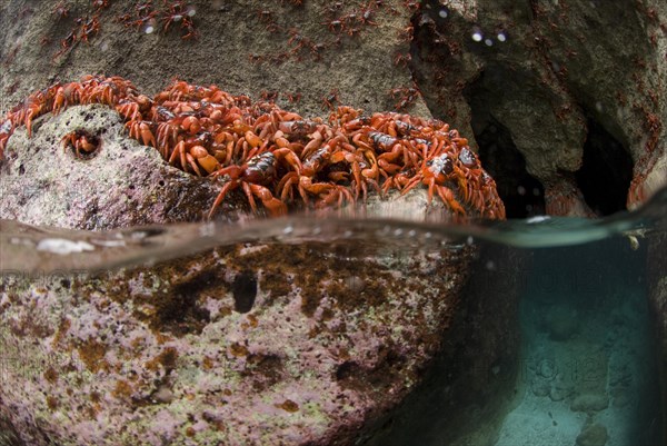 Christmas island red crab