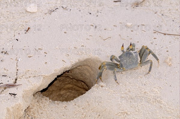 Horned Ghost Crab