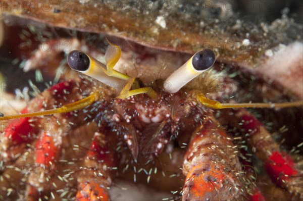 Hairy red hermit crab