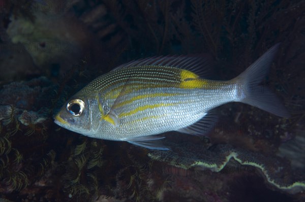 Striped large-eye bream