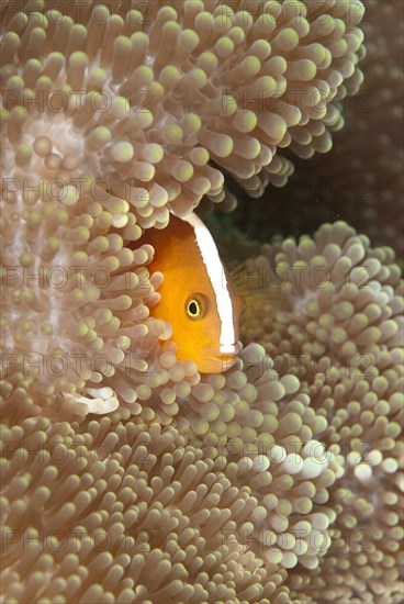 Orange Clownfish