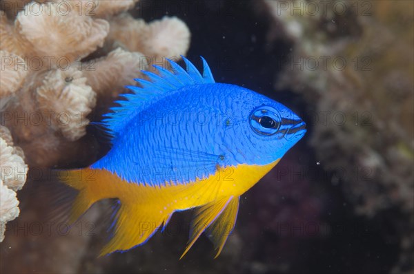 Yellow-dipped damsel