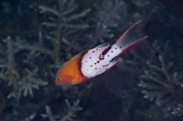 Hog Wrasse