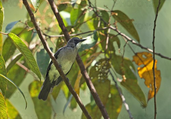 Cinereous Bulbul