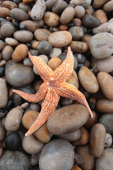 Asterias vulgaris