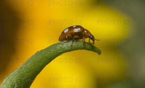 Fourteen-spot Ladybird