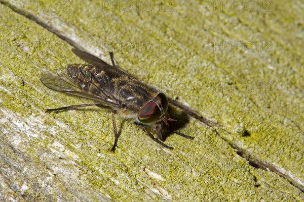 Horsefly