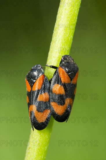 Black-and-red Froghopper