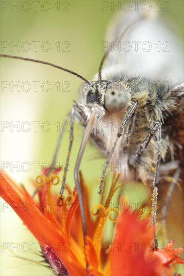 Green-veined White