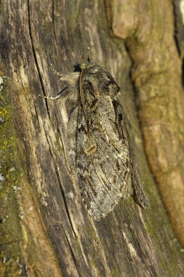 Great Prominent Moth