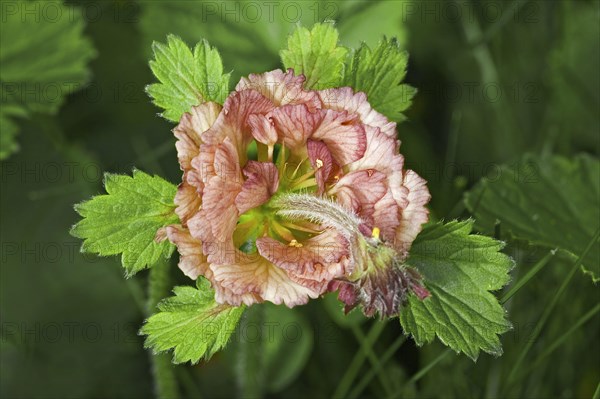 Water avens