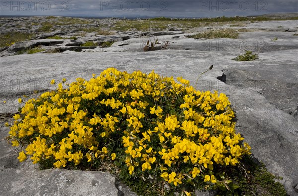 Flowering bird's-foot trefoil