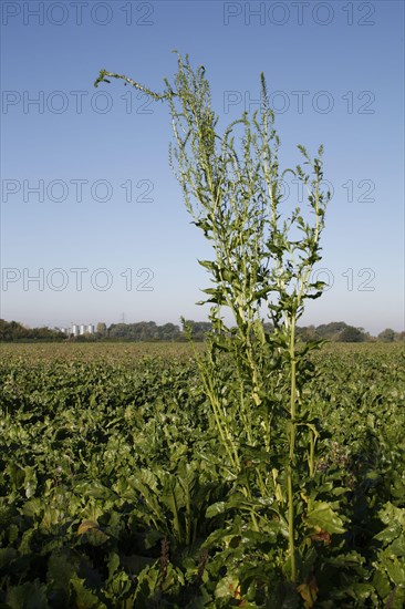 Sugar Beet