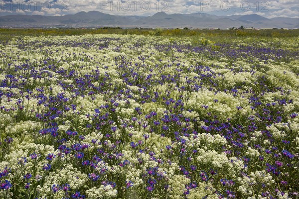 Low Cornflower