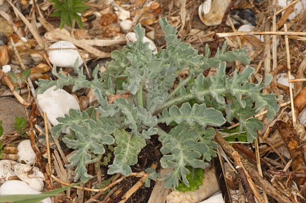 Sea holly leaves