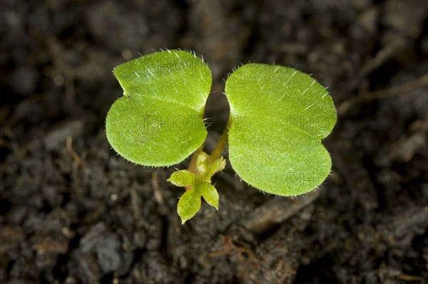 Herb robert