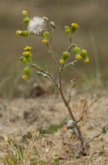 Groundsel