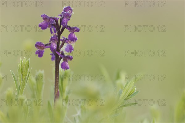 Green-winged Orchid