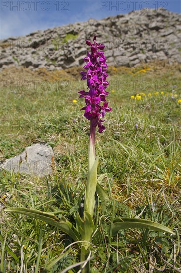 Early purple orchid