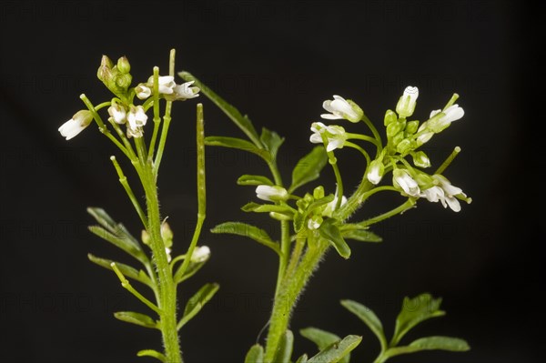 Flowers of hairy bittercress