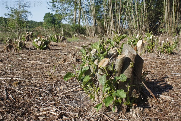 Black alder