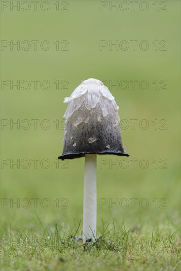 Shaggy Ink Cap